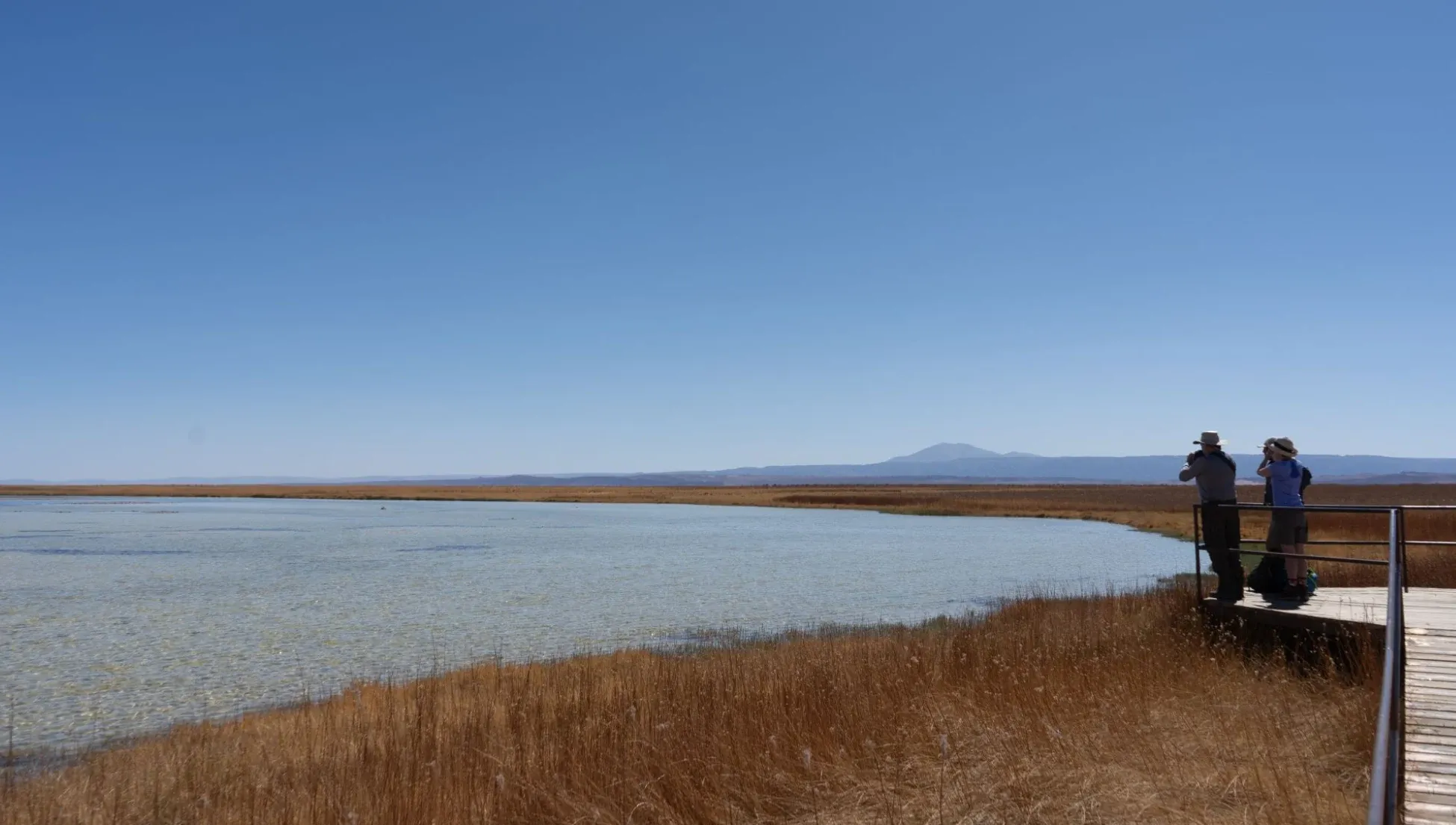 Laguna Cejar — turquoise lagoon in the Salar de Atacama